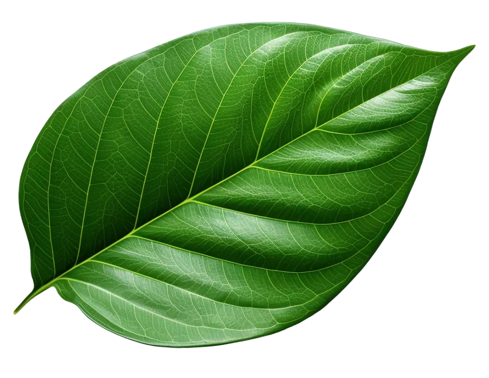 leaf